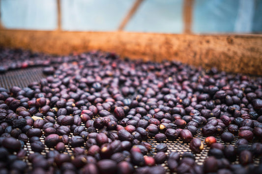 Coffee Processing — Understanding the Cup