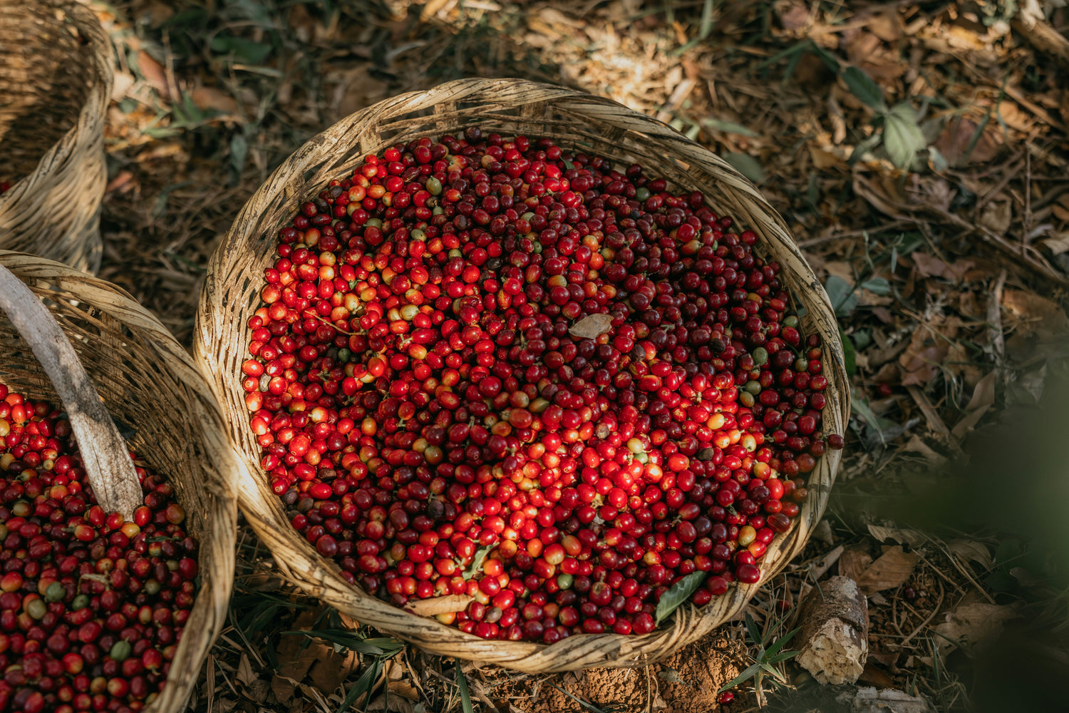 What Are Tasting Notes in Specialty Coffee?